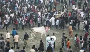 Lễ hội đua bò truyền thống độc đáo ở vùng nông thôn Bangladesh