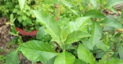 Lá Đắng - Bí Quyết Giải Rượu Từ Dân Gian Được Khoa Học Lý Giải