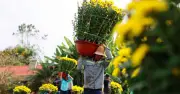 Làng Hoa TPHCM Nhộn Nhịp Mùa Tết: Niềm Vui Xen Lẫn Thách Thức Giá Cả
