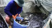 Làng nuôi cá lóc Đồng Nai tất bật chốt đơn trước ngày vía Thần Tài