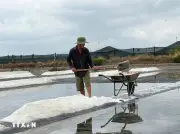 Mưa trái mùa gây thiệt hại hàng trăm hecta mủ cao su tại TP.HCM