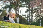 Mai Anh Đào Đà Lạt Nở Muộn, Tạo Cảnh Quán Lãng Mạn Dịp Valentine 2026