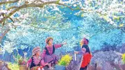 Mai Sơn Rực Rỡ Sắc Xuân: Hoa Mận, Đào Nở Trắng Hồng Thu Hút Du Khách