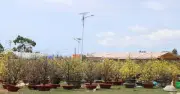 Mai vàng nở rộ, đại hạ giá vẫn ế ẩm tại chợ hoa Tết Phú Quốc