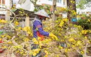 Mai vàng vùng lũ bán chạy, lan Nghinh Xuân 'cháy hàng' tại chợ hoa Buôn Ma Thuột