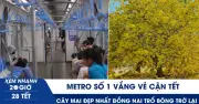 Metro TP.HCM 'dễ thở' dịp Tết, cây mai 70 tuổi Đồng Nai nở hoa trở lại sau 2 năm