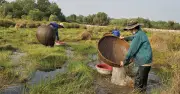 Mưu sinh nhọc nhằn với nghề bắt cá lia thia ở vùng giáp ranh Tây Ninh