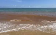 Nước biển Tam Quan chuyển màu đỏ kỳ lạ, cơ quan chức năng vào cuộc tìm nguyên nhân