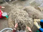 Ngư dân Hà Tĩnh đón 'lộc biển' đầu năm, thu tiền triệu mỗi ngày