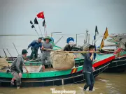 Ngư dân Hà Tĩnh trúng lớn 'lộc biển' đầu năm, thu tiền triệu mỗi ngày