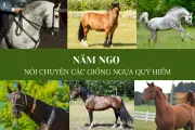 Ngựa Andalusia: Vẻ Đẹp Tây Ban Nha Và Hành Trình Chinh Phục Thế Giới