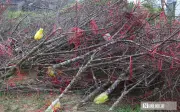 Nghệ An: Hàng trăm cành đào Tết bị chặt bỏ, vứt đầy đường vì ế ẩm
