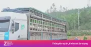 Nghệ An phát hiện ôtô chở hơn 15 tấn lợn nhiễm dịch tả lợn châu Phi