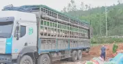 Nghệ An phát hiện xe tải chở hơn 15 tấn lợn nhiễm dịch tả châu Phi