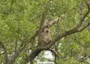 Người Bạn Của Khỉ: Hành Trình Gắn Kết Với Đàn Khỉ Tự Nhiên Ở Cù Lao Dung