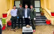 Người dân Huế tự nguyện giao nộp tê tê Java quý hiếm cho kiểm lâm