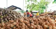 Ngành dừa Việt Nam vươn tầm thế giới: Từ 140.000 ha lên gần 201.000 ha, xuất khẩu đạt 1,1 tỷ USD