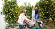 Đà Nẵng: Nghề chở cây cảnh thuê 'nóng' dịp cận Tết, thu nhập khá nhưng đầy rủi ro