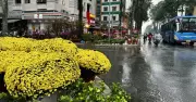 Mưa trái mùa giáp Tết ảnh hưởng nặng đến nhà vườn hoa kiểng tại TP.HCM