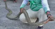 Hoảng loạn ở Thái Lan khi phát hiện 3 rắn hổ mang chúa khổng lồ đánh nhau