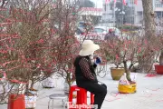 Đào, Quất Tết Ế Ẩm: Tiểu Thương Nghệ An Lo Lỗ Lớn Khi Khách Lác Đác