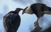 Phát hiện hiếm: Kền kền đen rỉa lông cho chim caracara mào tại Texas