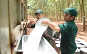 Cao su Phước Hòa lợi nhuận quý IV giảm sâu 69,5%, cả năm 2025 vẫn tăng trưởng