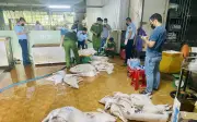 Quảng Ngãi: Liên tiếp khởi tố vụ giết mổ, tiêu thụ lợn bệnh dịch tả châu Phi
