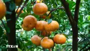 Quýt Hồng Lai Vung vào mùa Tết, nhà vườn kỳ vọng giá cao