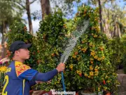 Quất, Mai Vùng Lũ Vượt Hàng Trăm Cây Số Lên Chợ Hoa Xuân Buôn Ma Thuột