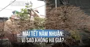 Vườn mai TP.HCM tất bật trước Tết, giá cao do năm nhuận và chi phí chăm sóc