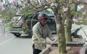 Sôi động nghề chở cây Tết tại Hà Tĩnh: Lao động tự do 'chạy đua' kiếm tiền dịp cuối năm