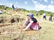 Sơn La phủ xanh núi đồi: Rừng hồi sinh mang lại sinh kế bền vững cho người dân