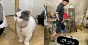 Sinh viên khóc nghẹn khi chủ lò mổ đòi 6 triệu chuộc mèo, dọa livestream làm thịt