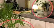 Đặt cây xanh cạnh bếp: Chi phí âm thầm tăng từ những sai lầm trang trí
