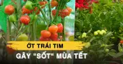 Ớt kiểng trái tim 'gây sốt' tại chợ hoa xuân Bến Bình Đông, giá chỉ 50.000 đồng