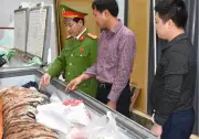 Thanh Hóa: Bắt tạm giam 2 đối tượng buôn bán hổ, nấu cao trái phép