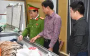 Thanh Hóa: Bắt tạm giam hai đối tượng mua bán, nấu cao hổ trái phép