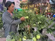 Thanh Long, Bưởi Diễn Trở Thành Kiểng Tết Độc Đáo, Thu Hút Người Mua Tại TPHCM