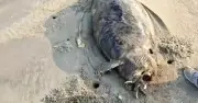 Thi Thể 'Nàng Tiên Cá' Dạt Vào Bờ Biển Trung Quốc: Cảnh Báo Về Bò Biển Quý Hiếm