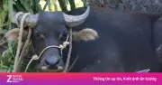 Trâu 'Điên' Tấn Công Người Dân Ở Quảng Trị, Hai Nạn Nhân Nhập Viện Cấp Cứu