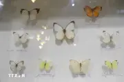 Không gian trưng bày độc đáo về côn trùng, thực vật quý hiếm tại Đại học Đà Lạt