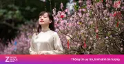 Vườn Hoa Lý Thái Tổ Rực Rỡ Với 300 Gốc Đào Cổ Đón Tết Bính Ngọ 2026