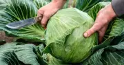 Cảnh báo: Dấu hiệu nhận biết bắp cải bị phun formaldehyde độc hại