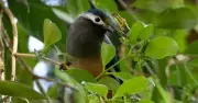 Chim White-Eared Sibia Thụ Phấn Cho Hoa Xanh Vàng Tại Đài Loan, Thách Thức Mô Hình Tiến Hóa
