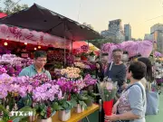 Xuân Bính Ngọ 2026: Hương Xuân Từ Chợ Hoa Tết Tại Hong Kong