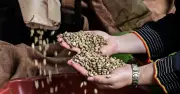 Xuất khẩu cà phê Việt khởi đầu ấn tượng, thu về gần 1,09 tỷ USD trong tháng 1/2026