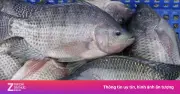 Xuất khẩu cá rô phi Việt Nam bùng nổ, thu gần 100 triệu USD trong năm 2025