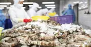 Xuất khẩu tôm Việt Nam đạt 4,6 tỷ USD năm 2025, tăng 19% và đối mặt thách thức từ Ấn Độ