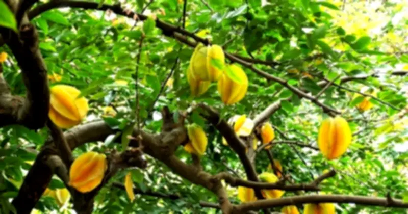 10 Loại Cây Trồng Trước Sân Nhà Mang Lại May Mắn Và Tài Lộc Theo Phong Thủy